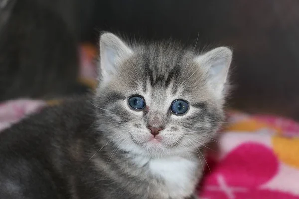 美しい青い目で美しい灰色の猫の子犬の頭の肖像画のクローズアップ — ストック写真