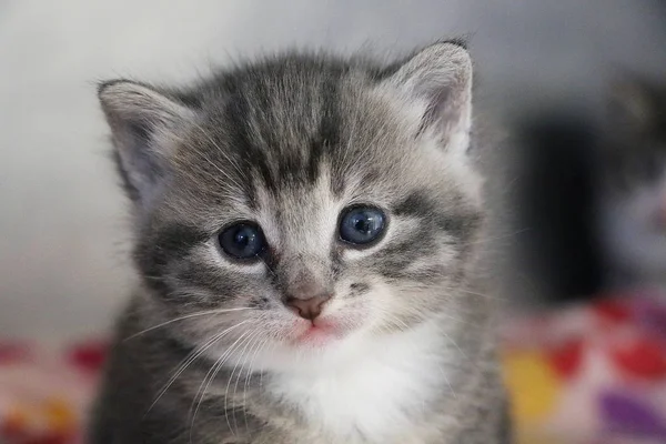 Κοντά Ένα Όμορφο Γκρι Γάτα Κουτάβι Κεφάλι Πορτρέτο Όμορφα Μπλε — Φωτογραφία Αρχείου