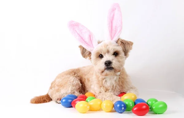 Marrón Pequeño Perro Mixto Está Acostado Estudio Con Coloridos Huevos — Foto de Stock