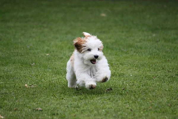 面白い小さなハバニーズの子犬は 庭で実行されています — ストック写真