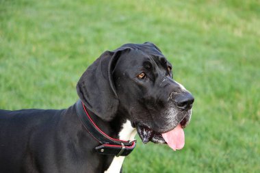 siyah büyük dane güzel baş portresi