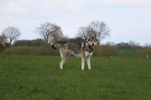 Mmixe Husky Wolfhound Steht Garten — Stockfoto