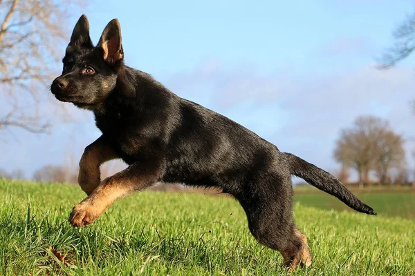 Beautiful Small Black German Shepherd Running Garden Sunny Day — Stock Photo, Image