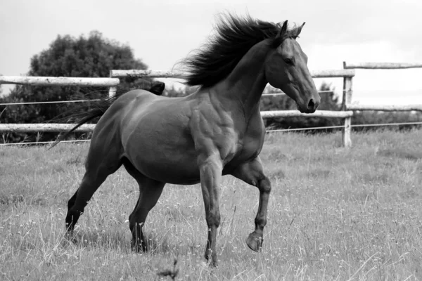 Μαύρο Και Άσπρο Από Ένα Όμορφο Άλογο Που Τρέχει Στο — Φωτογραφία Αρχείου
