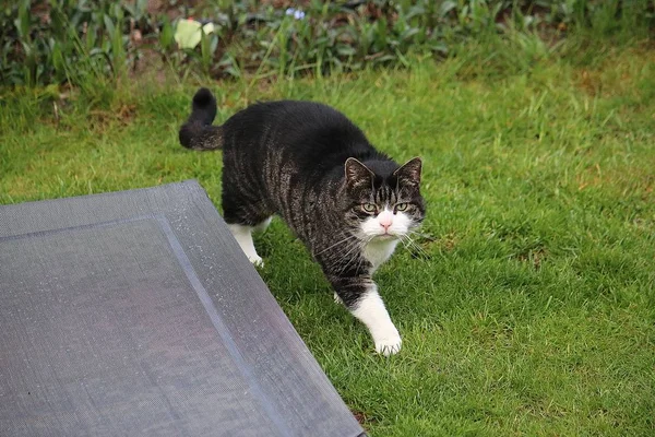 고양이 정원에서 — 스톡 사진
