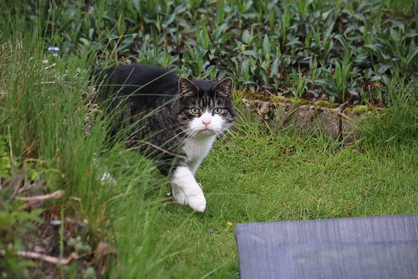 美丽的小猫在花园里散步 — 图库照片