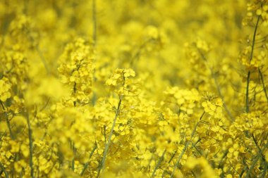 sarı bir tecavüz tohum alanı nın yakın