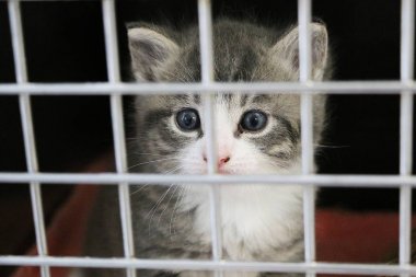 bir çit arkasında güzel küçük kedi yavrusu baş portresi