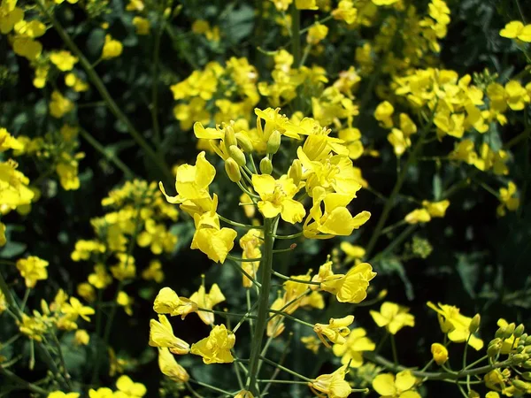 Close Yellow Rape Seed Field — Stock Photo, Image