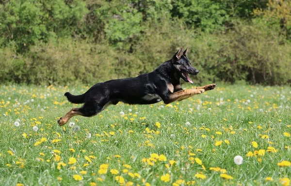 Beautiful Black German Shepherd Running Field Dandelions Sunshine — Stock Photo, Image