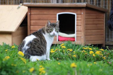 güzel kedi küçük bir kedi evinin önünde karahindiba ile bahçede oturuyor