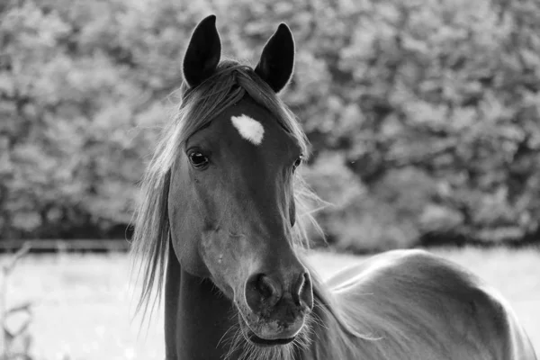 Retrato Preto Branco Belo Cavalo Cais — Fotografia de Stock