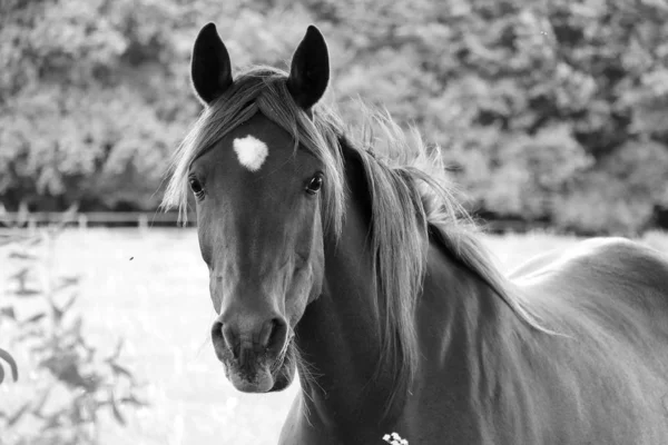 Schwarz Weißes Porträt Eines Schönen Pferdes Auf Der Koppel — Stockfoto