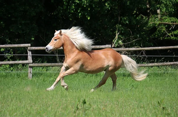 Beautiful Haflinger Horse Running Paddock Sunshine — Stock Photo, Image