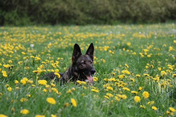 Beautiful Belgian Shepherd Lying Field Dandelions — Stock Photo, Image