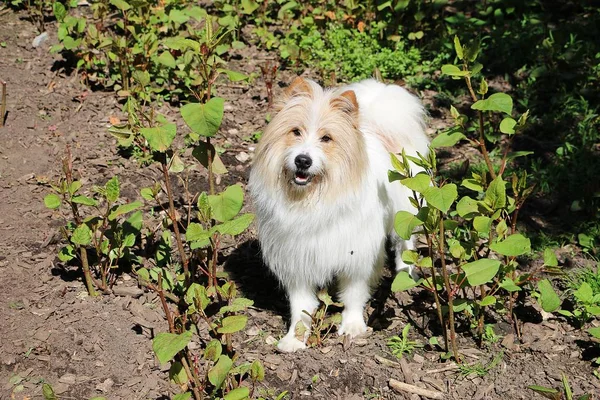 Όμορφη Μακριά Μαλλιά Ανάμεικτο Σκυλί Στέκεται Στον Κήπο Και Κοιτάζοντας — Φωτογραφία Αρχείου