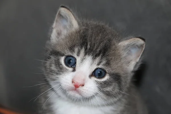 Nahaufnahme Eines Schönen Grauen Kätzchenkopfes Mit Schönen Blauen Augen — Stockfoto