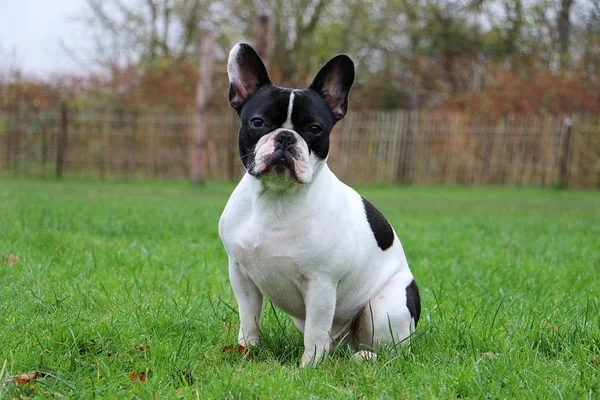 Fransk Bulldog Sitter Trädgården — Stockfoto