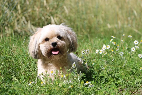 Mooie Kleine Gemengde Hond Zit Een Kleine Weg Tuin — Stockfoto