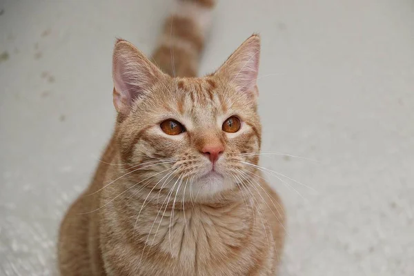 Czerwony Kot Głowa Portret Piękny — Zdjęcie stockowe