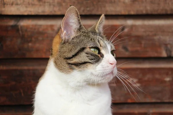 木製の背景を持つ美しい猫頭肖像画 — ストック写真