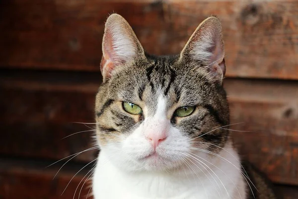 Hermoso Gato Cabeza Retrato Con Fondo Madera — Foto de Stock