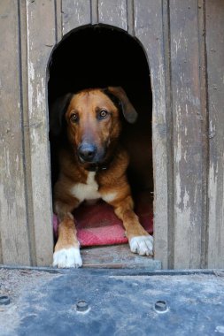 güzel kahverengi büyük karışık köpek bahçede onun ahşap evde yatıyor