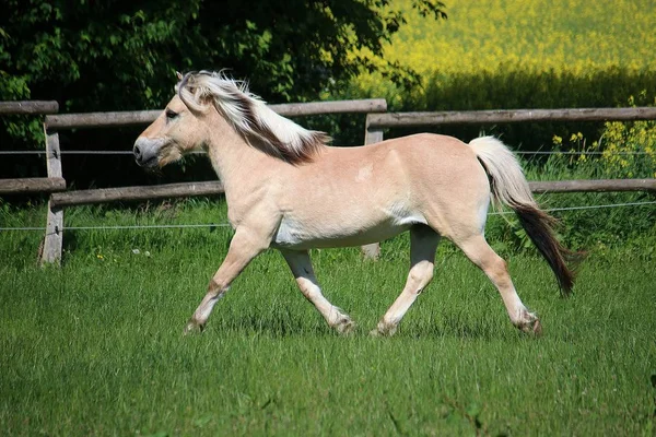 Bello Fiordo Cavallo Esecuzione Paddock Sotto Sole — Foto Stock