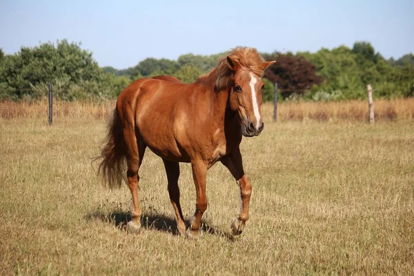 Bruin Ijslands Paard Loopt Paddock Zon — Stockfoto