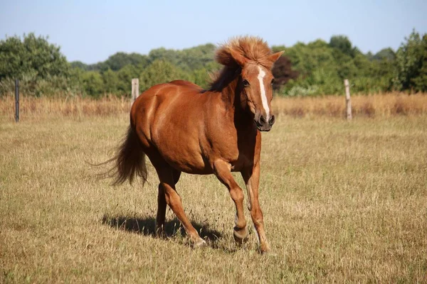 Cavalo Icelandic Marrom Está Correndo Cais Sol — Fotografia de Stock