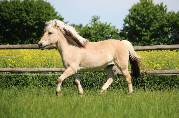 日差しの中でパドックに美しいフィヨルド馬を実行します — ストック写真