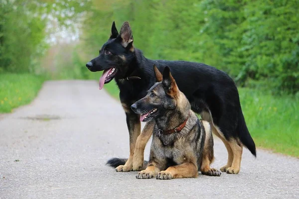 a black german shepherd is standing over a lying belgian shepherd on the street in a beautiful nature