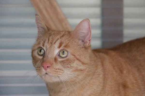 美しい赤猫の頭の肖像画 — ストック写真