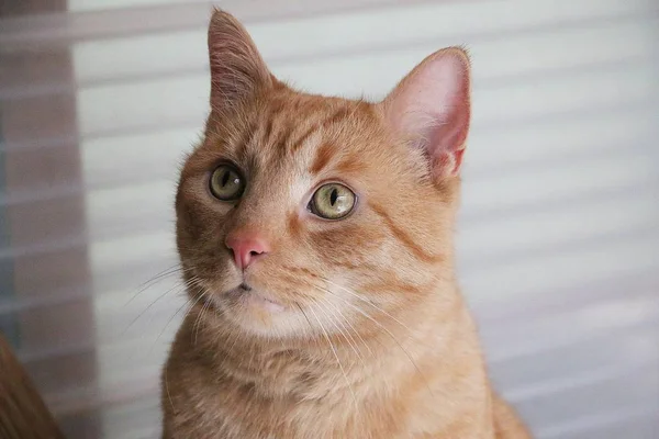 Hermoso Gato Rojo Cabeza Retrato — Foto de Stock