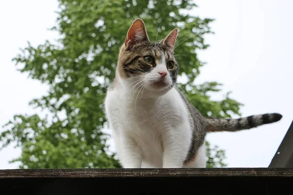 美しい猫が庭の屋根の上に座っている — ストック写真
