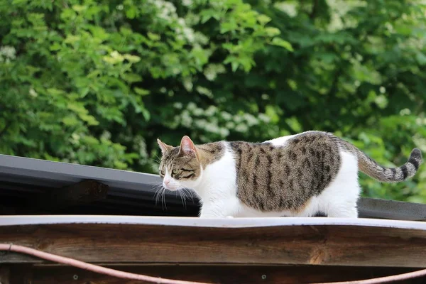 Beau Chat Marche Sur Toit Dans Jardin — Photo