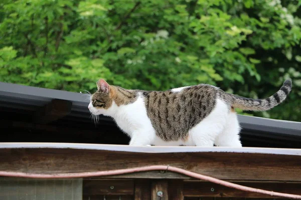 美丽的猫走在花园的屋顶上 — 图库照片