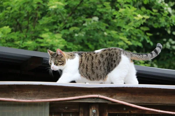 아름다운 고양이가 정원에서 지붕위를 있습니다 — 스톡 사진