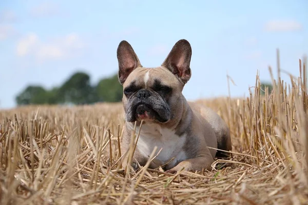 Schöne Französische Bulldogge Liegt Einem Stoppelfeld — Stockfoto