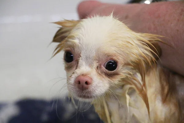 funny wet chihuahua is taking a bath