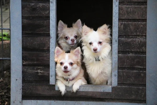 small group of chihuahuas are looing out of a wooden house in the garden
