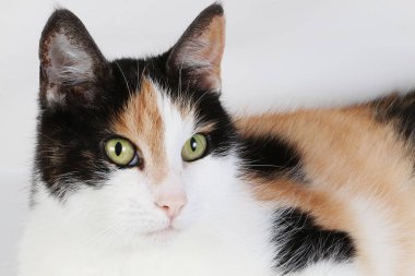 beyaz stüdyoda güzel üç renkli yarasa portre