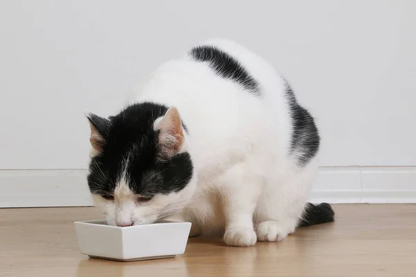 Schöne Schwarz Weiße Katze Frisst Futter — Stockfoto