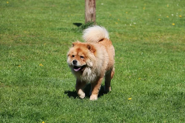 Όμορφο Chow Chow Είναι Περπάτημα Ένα Καταπράσινο Χωράφι — Φωτογραφία Αρχείου