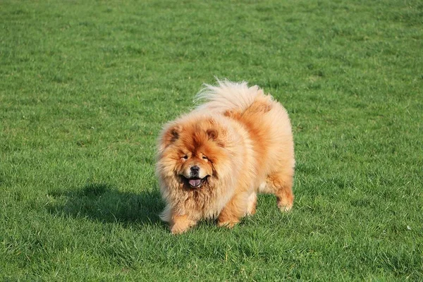 Όμορφο Chow Chow Είναι Περπάτημα Ένα Καταπράσινο Χωράφι — Φωτογραφία Αρχείου