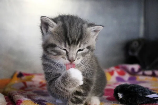 Drôle Chaton Gris Lave Visage Avec Patte — Photo