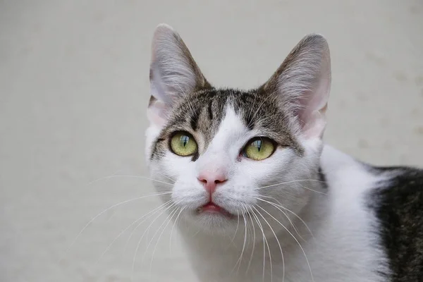 Hermoso Gato Cabeza Retrato Con Magnífico Ojos — Foto de Stock