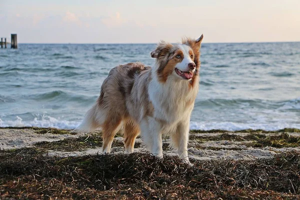 Vackra Australiska Herde Står Stranden Tidigt Morgonen — Stockfoto