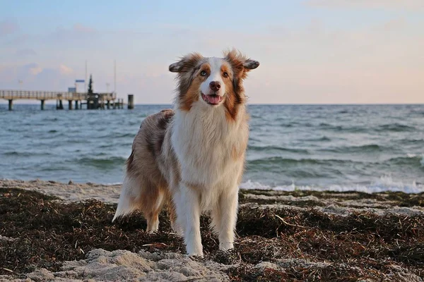 Vackra Australiska Herde Står Stranden Tidigt Morgonen — Stockfoto