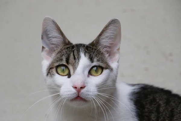 Hermoso Gato Cabeza Retrato Con Magnífico Ojos — Foto de Stock